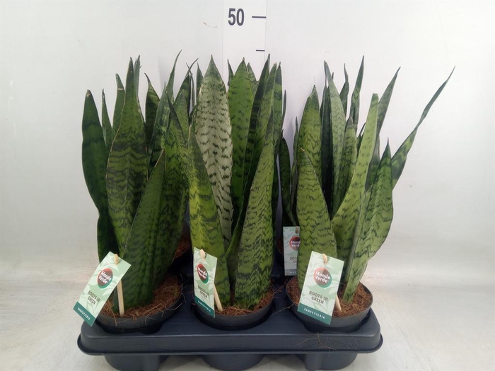 <h4>Sansevieria trifa.   ...</h4>