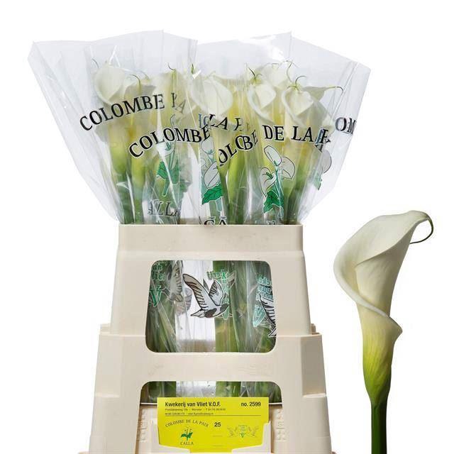 <h4>CALLA COLOMBE DE LA PAIX</h4>