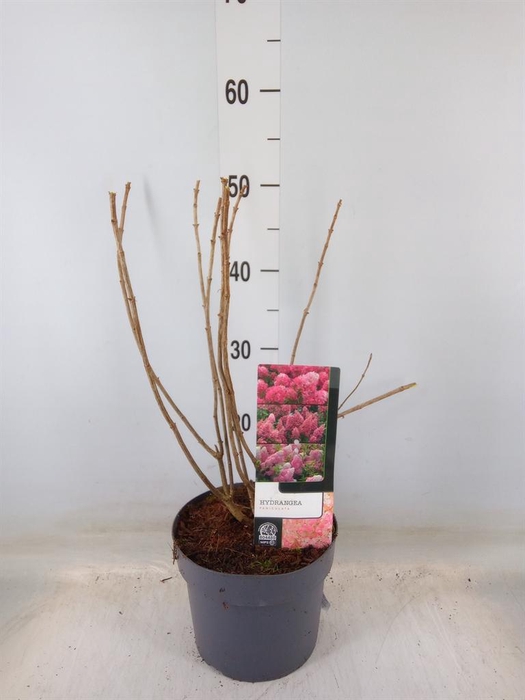 <h4>Hydrangea pan.</h4>