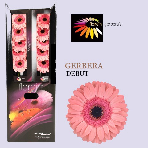 <h4>Gerbera Debut Aquabox</h4>