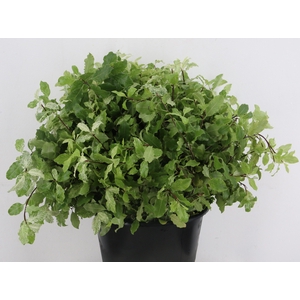 PITTOSPORUM OV