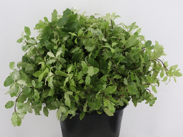 <h4>PITTOSPORUM OV</h4>