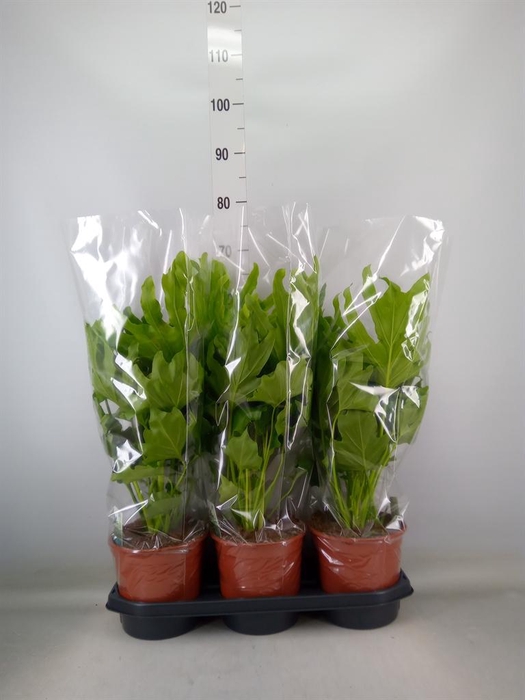 <h4>Philodendron ...</h4>