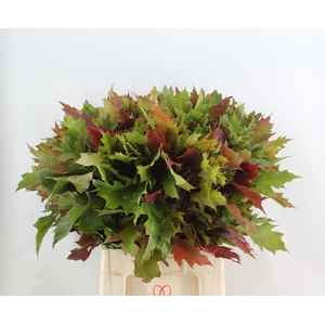 Querc Rubra