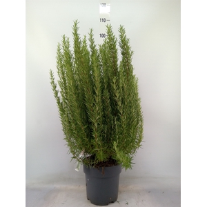 Rosmarinus officinalis   ...