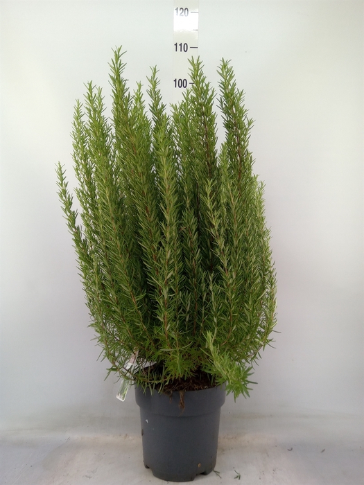 <h4>Rosmarinus officinalis   ...</h4>