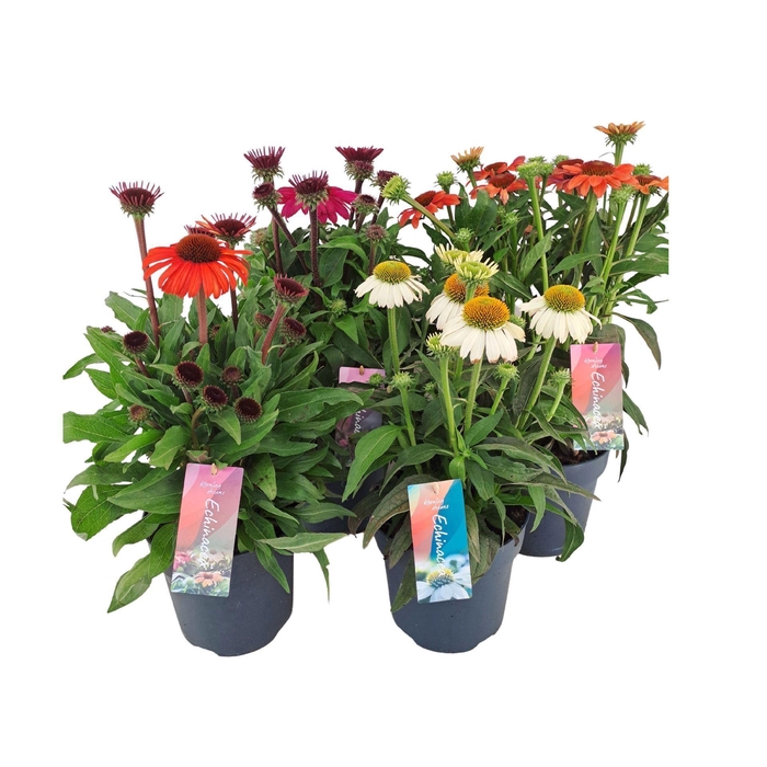 <h4>Echinacea purpurea</h4>