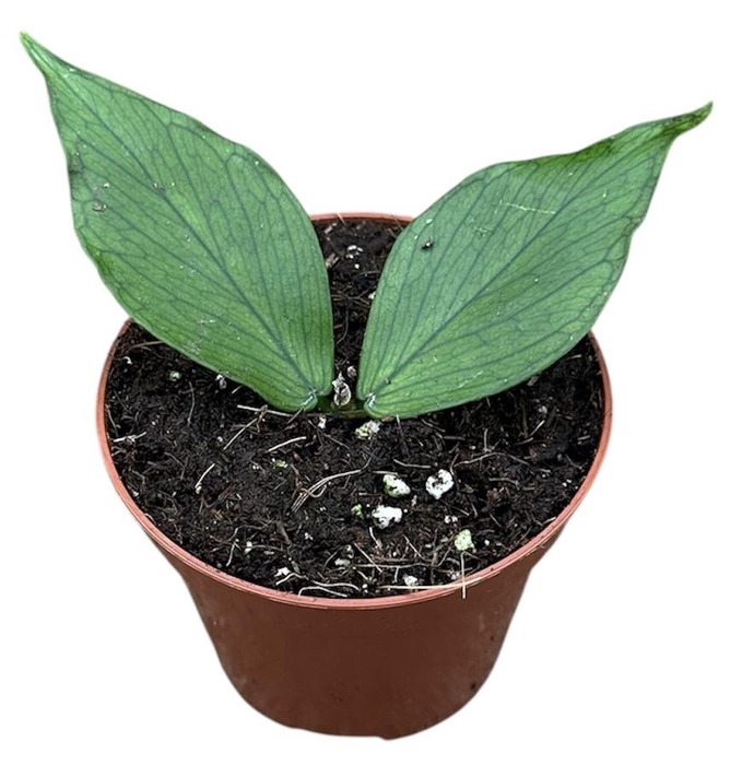 <h4>Hoya Polyneura</h4>