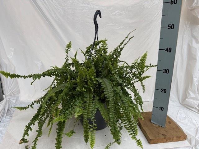 <h4>NEPHR EX GREEN LADY</h4>