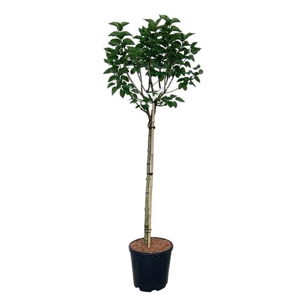 <h4>Syringa v. 'Katherine Havemeyer'</h4>