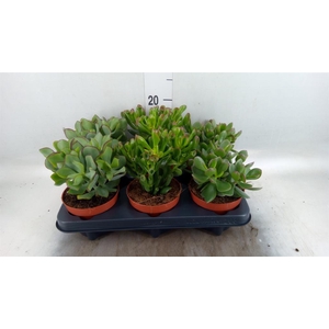 Crassula   ...mix