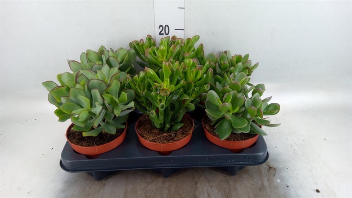 <h4>Crassula   ...mix</h4>