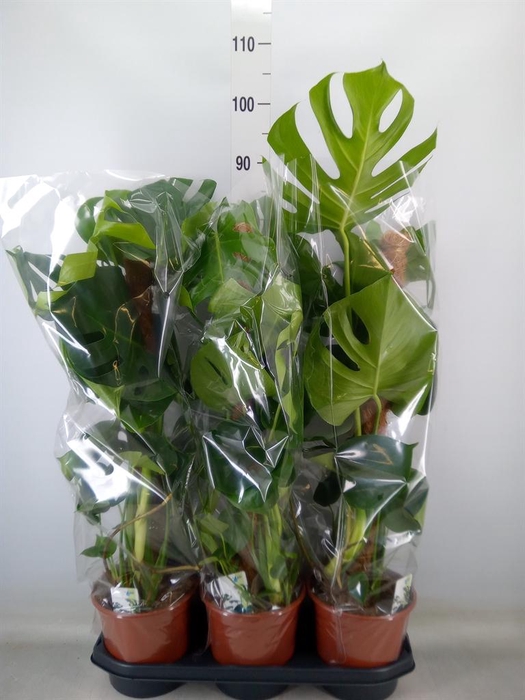 <h4>Monstera delic.</h4>