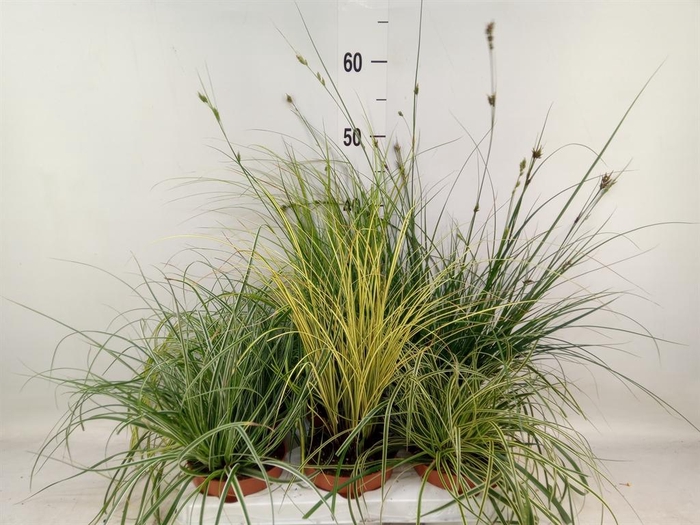 <h4>Carex   ...mix</h4>