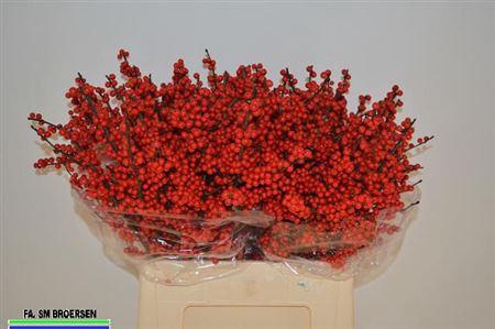 <h4>Ilex Ve Rode Bes</h4>