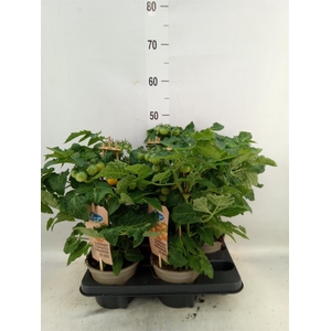 Solanum lycopersicum   ...