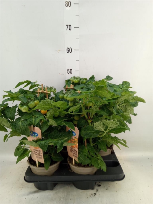 <h4>Solanum lycopersicum   ...</h4>