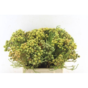 Kaaps Berzelia Abratanoides