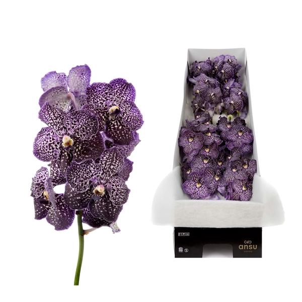 <h4>Vanda Jeff Leatham X10</h4>
