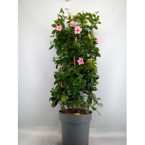 Mandevilla am. 'Sundav Cream Pink'