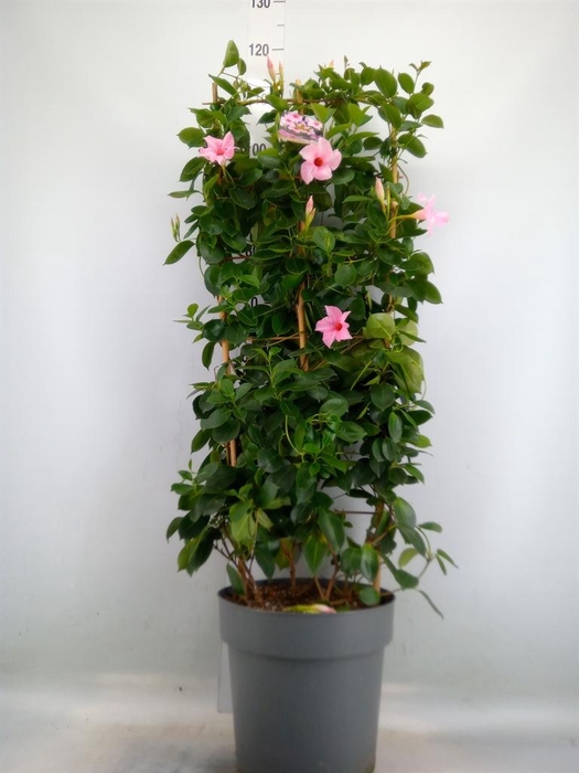 <h4>Mandevilla am. 'Sundav Cream Pink'</h4>