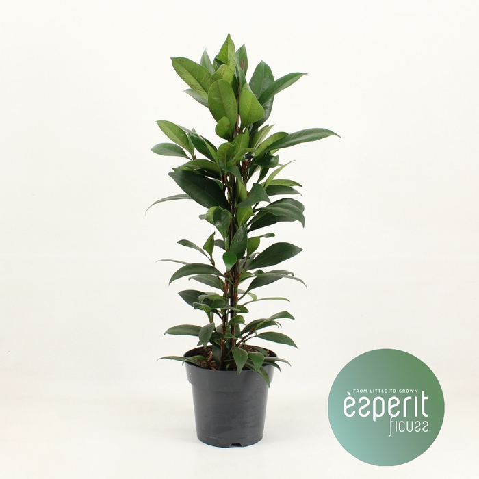 <h4>Ficus Cyathistipula Compacta</h4>