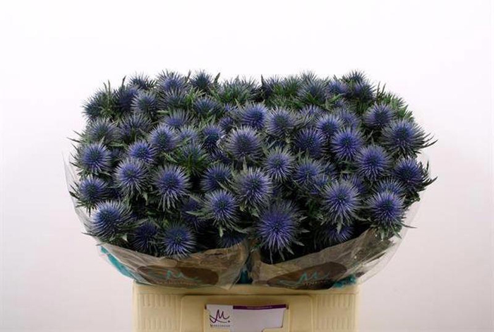 <h4>Eryng Magnetar X30 Marginpar</h4>