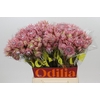 Blushing Bride Pink 2/5 Flowers