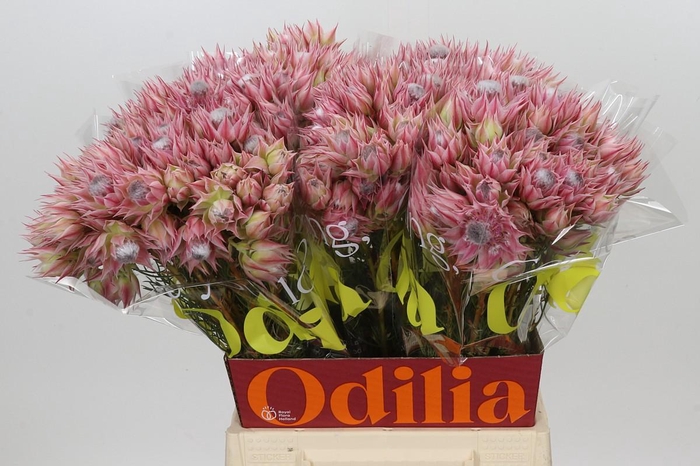 <h4>Blushing Bride Pink 2/5 Flowers</h4>