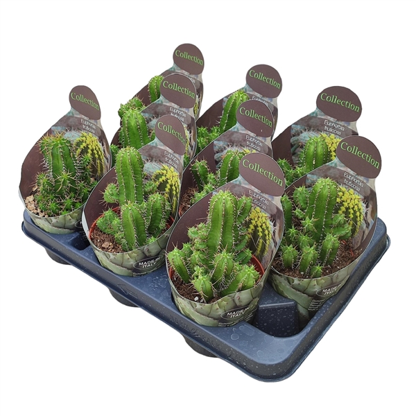 <h4>EUPHORBIA FRUTICOSA- POT Ø 10,5 - COLLECTION WITH POTCOVER (SUCCULENTEN)</h4>