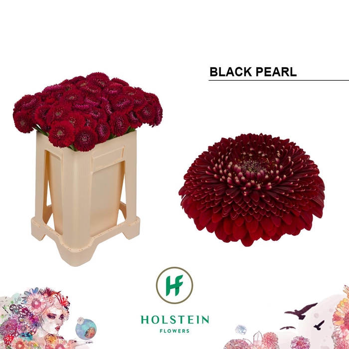 <h4>Germini Pomponi Black Pearl Water</h4>