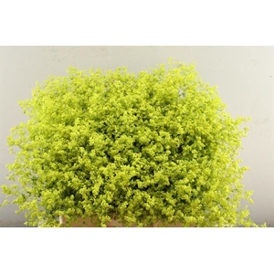 Alchemilla M Robustica Ploeg