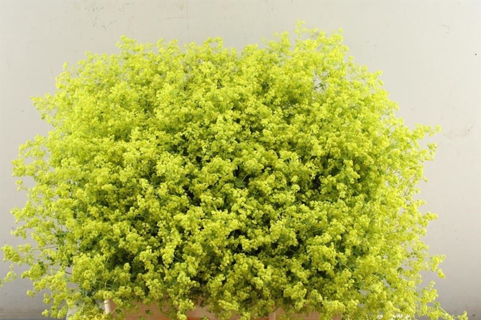 <h4>Alchemilla M Robustica Ploeg</h4>