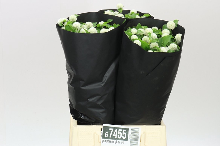<h4>Gomphrena Gl Ov Wit</h4>