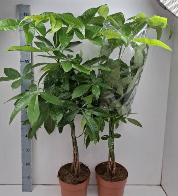 <h4>PACHIRA AQUATICA</h4>