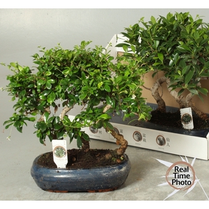 BONSAI GEM