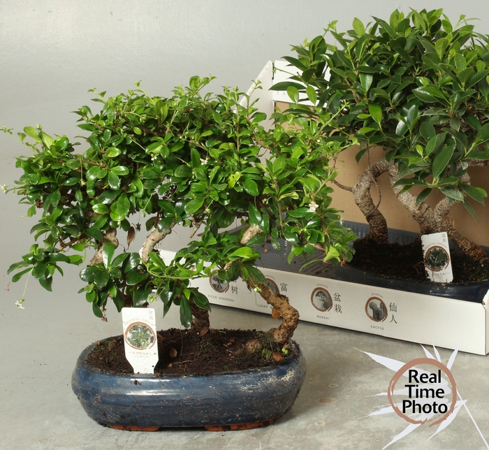 <h4>BONSAI GEM</h4>