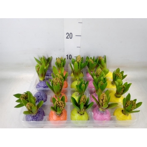 Hyacinthus orie.   ...waxed L%