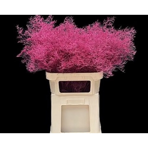 Limonium Beltlaard Klb Cerise