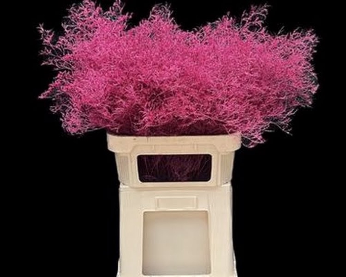 <h4>Limonium Beltlaard Klb Cerise</h4>