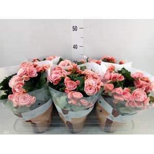 Begonia elat. DU 'Borias'