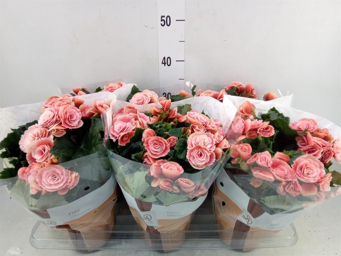 <h4>Begonia elat. DU 'Borias'</h4>