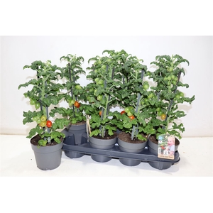 arr8 Tomatenplanten