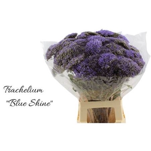 Trach Blue Shine 80cm