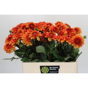 Dahlia American Sunset