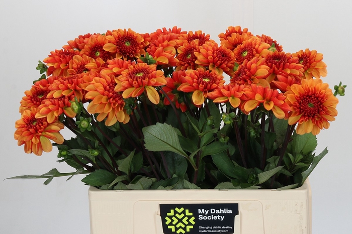 <h4>Dahlia American Sunset</h4>