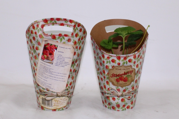 <h4>FRAG BELTRAN</h4>