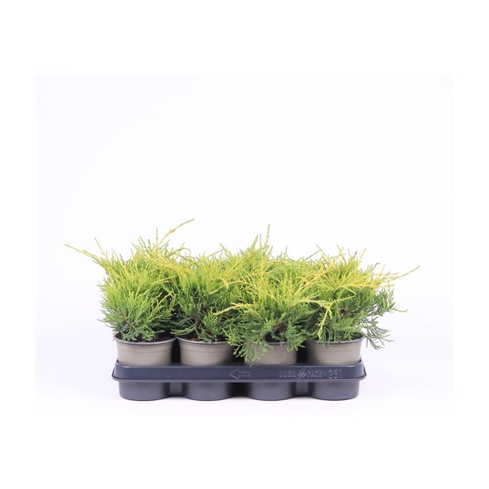 <h4>Juniperus x pfitzeriana 'Old Gold'</h4>