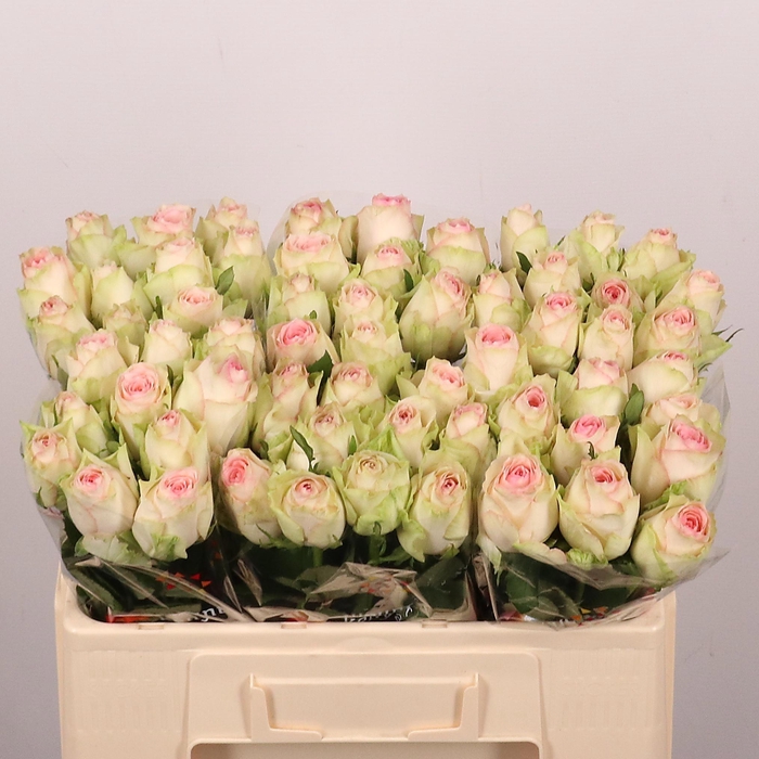 <h4>R GR ESPERANCE</h4>