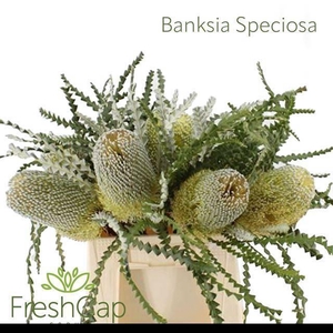 BANKSIA SPECIOSA